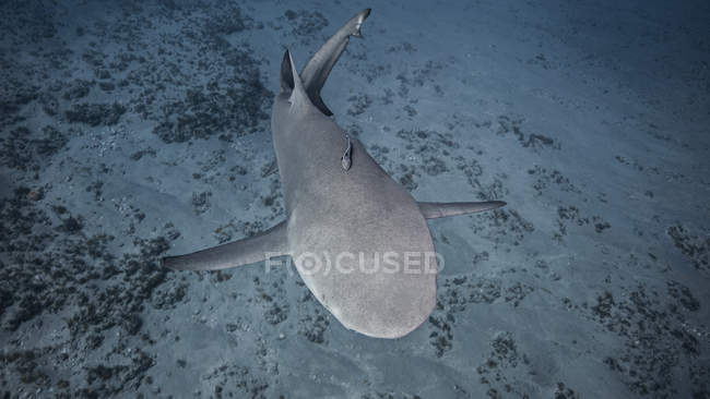 Лимонная акула плавает под водой — стоковое фото