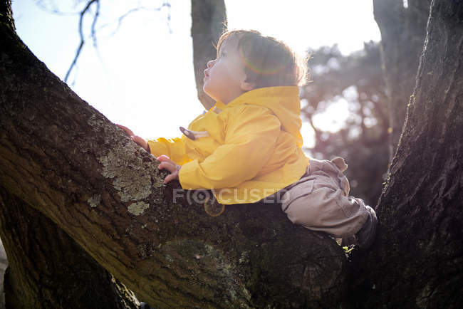 Niño mirando desde el árbol del parque - foto de stock