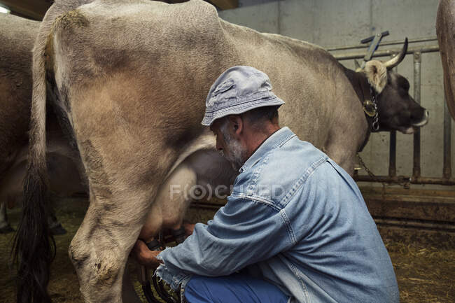 Senior-Milchviehhalter melkt Kuh im Stall, Sattelbergalm, Tirol, Österreich — Stockfoto