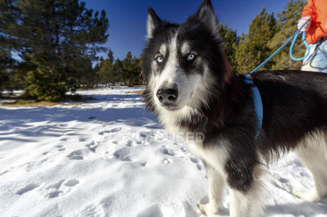 Retrato de cão cauteloso na floresta coberta de neve com o homem — Fotografia de Stock