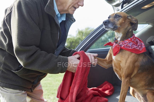 Hombre limpieza de patas de perro con toalla - foto de stock