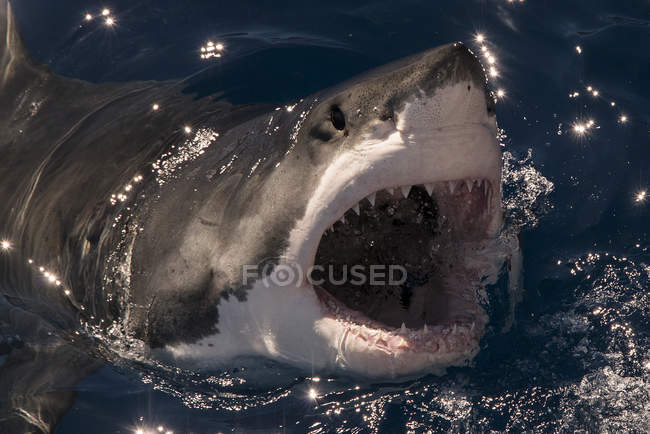 Squalo bianco manca un pezzo di esca e rompe la superficie con la bocca spalancata, Guadalupe Island, Messico — Foto stock