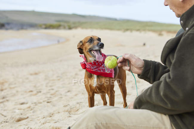 Hombre y perro en la playa, Constantine Bay, Cornwall, Reino Unido - foto de stock