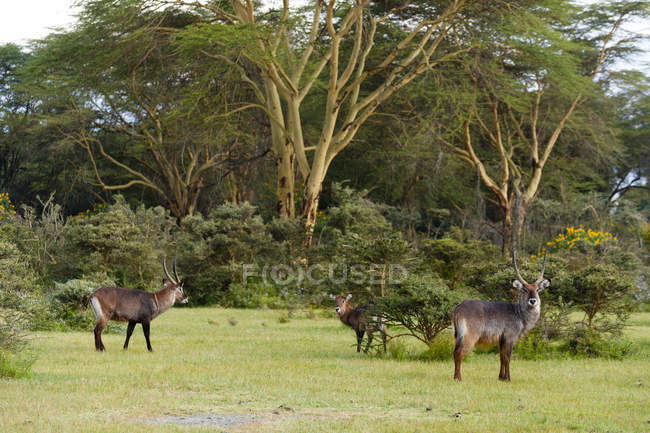 Waterbucks or Kobus ellipsiprymnus in wild, Lake Naivasha, Kenya, Africa — Stock Photo