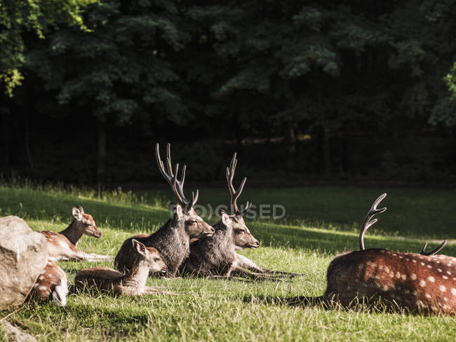 Група олень лежачи, Орхус, Данія — стокове фото