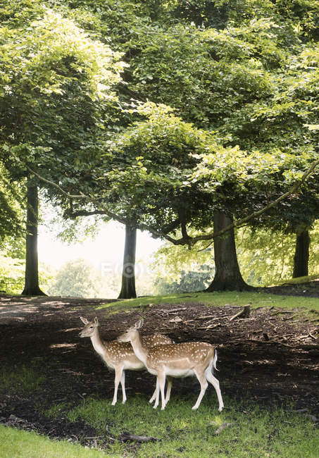 Dos ciervos en el campo, Aarhus, Dinamarca - foto de stock