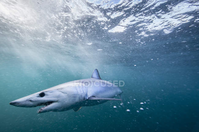 Vista lateral del tiburón nadando bajo el agua - foto de stock