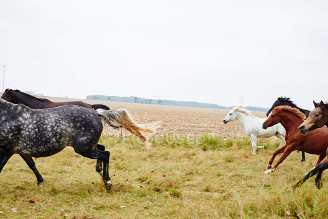 Seis cavalos galopando através do campo seco — Fotografia de Stock