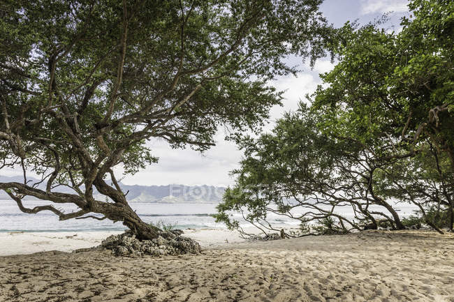 Деревья на пляже, Gili Meno, Ломбок, Индонезия — стоковое фото