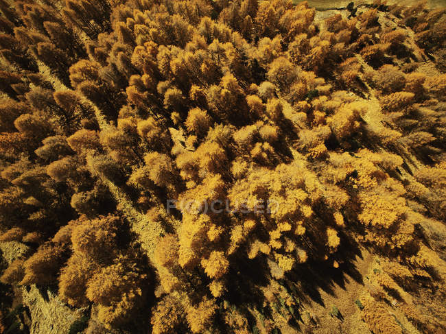 Vista aérea de árboles forestales de otoño, Schnalstal, Tirol del Sur, Italia - foto de stock