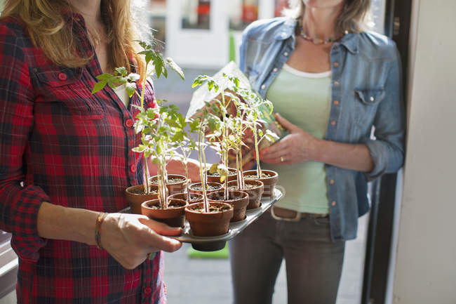 Cropped view of womens mid section in doorway holding tray of plants — Stock Photo