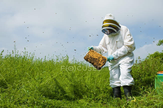Apicultor con ropa protectora revisando colmena de abejas - foto de stock