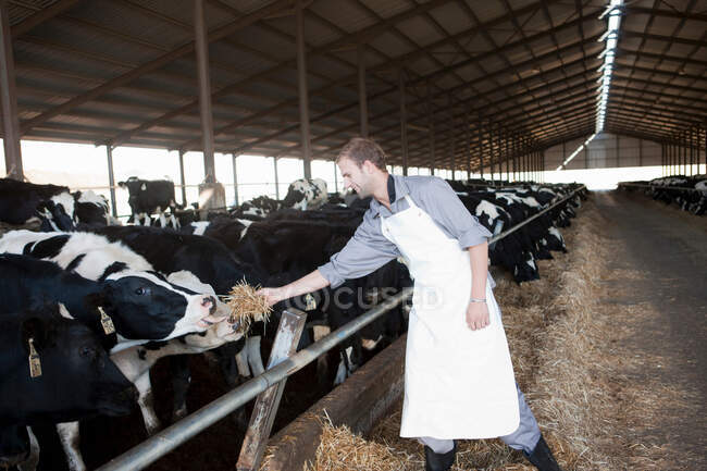 Рабочий кормит коров на молочной ферме — стоковое фото