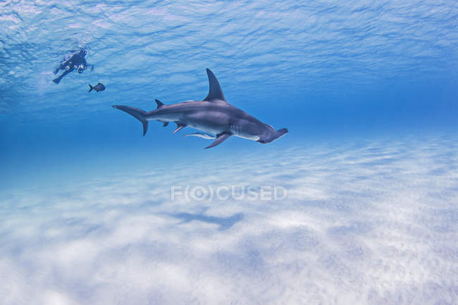 Great Hammerhead shark, underwater view — Stock Photo
