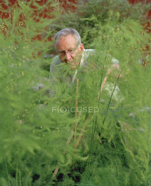 Старший мужчина ухаживает за растениями в саду — стоковое фото