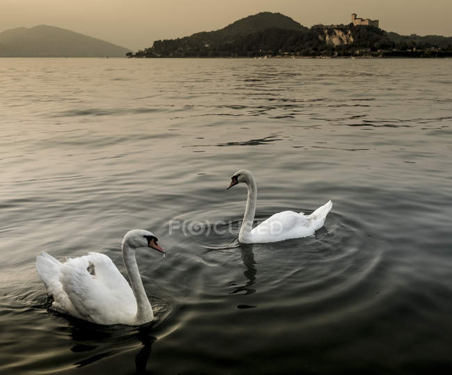 Dos cisnes en el agua del lago al atardecer - foto de stock