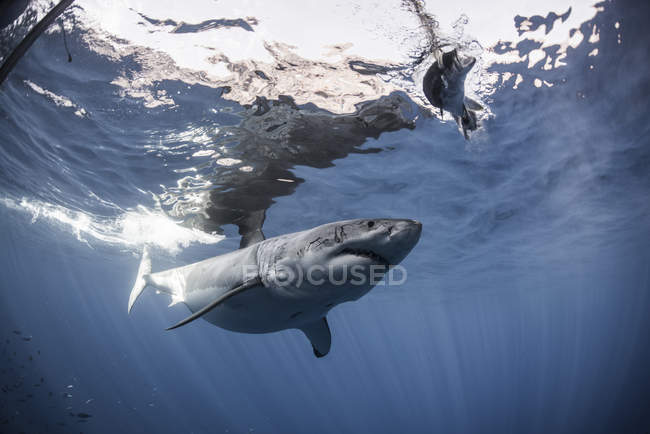 Tubarão branco se aproxima de um pedaço de isca na frente de uma gaiola colocada para mergulhadores, ilha de Guadalupe, México — Fotografia de Stock