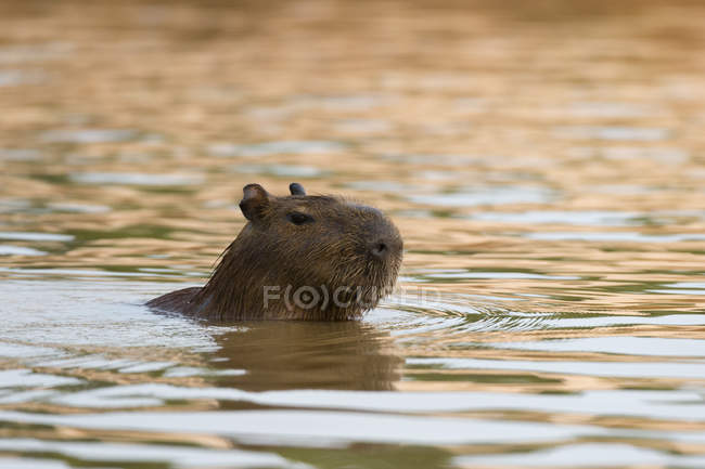 Carino capybara nuoto nel fiume Cuiaba, Brasile — Foto stock