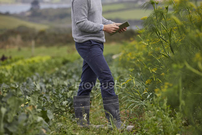 Обрезанный взгляд человека на сельхозугодия с помощью цифрового планшета — стоковое фото