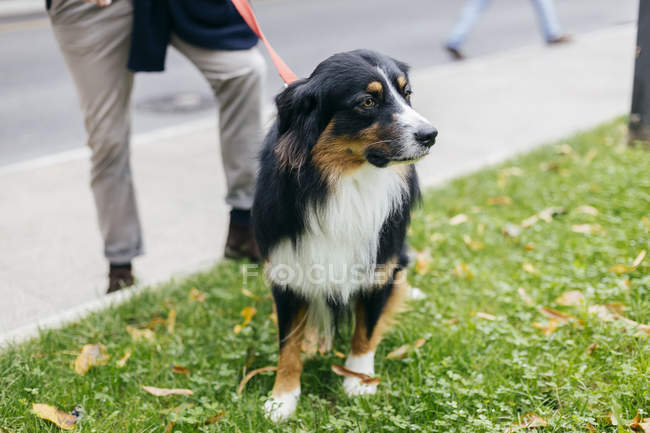 Обрезанный образ человека, стоящего с собакой на улице — стоковое фото