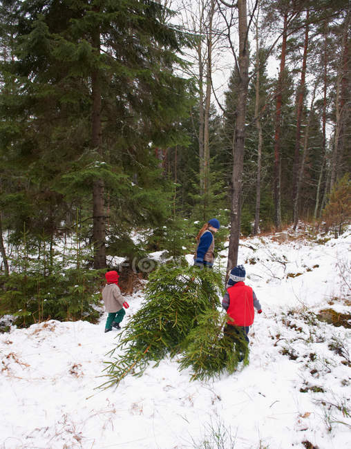 Family dragging Christmas tree in forest — Stock Photo