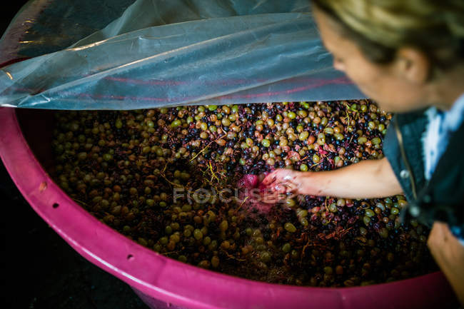 Через плечо вид женщины, осматривающей виноград в розовой чане виноградника — стоковое фото