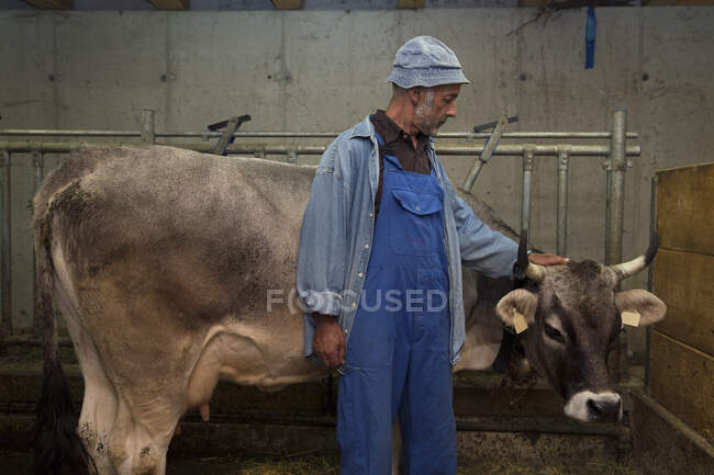 Senior male dairy farmer petting cow in shed, Sattelbergalm, Tyrol, Austria — Stock Photo