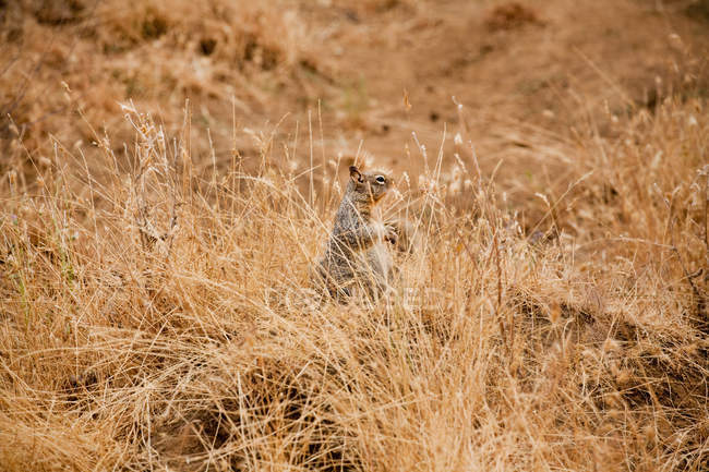 Cute little squirrel hiding in dry grass — Stock Photo