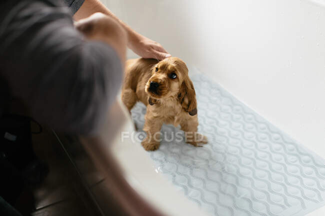 Uomo dando bagno cucciolo nella vasca da bagno — Foto stock