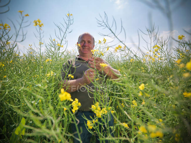 Ritratto dell'agricoltore che ispeziona la coltura della colza (Brassica napus) in campo — Foto stock