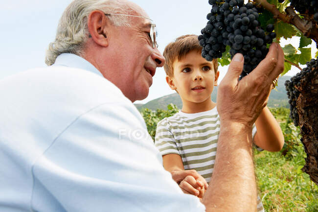 Дід і дитина дивляться на виноград — стокове фото