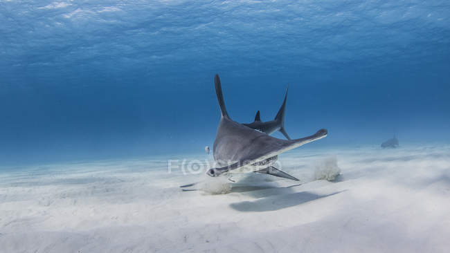 Grande squalo martello nuotare sott'acqua — Foto stock
