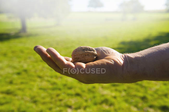 Nahaufnahme einer männlichen Hand beim Ernten von Walnüssen — Stockfoto
