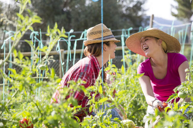 Deux jeunes jardinières rient en tendant des plants de tomate dans une ferme biologique — Photo de stock