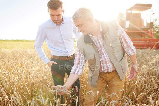 Agricultor e empresário no campo de trigo controle de qualidade trigo — Fotografia de Stock