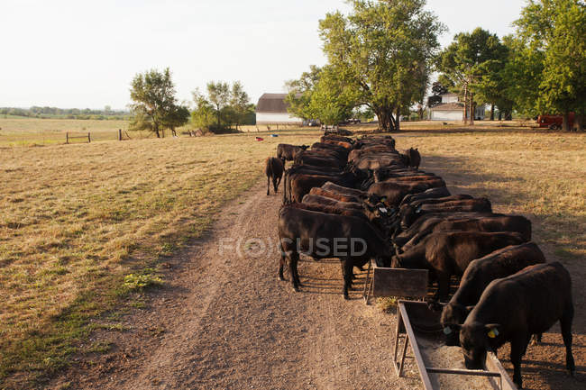 Mandria di vacche che si nutrono in campo — Foto stock