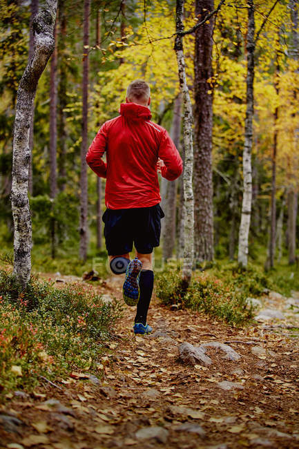 Visão traseira do homem trilha correndo na floresta, Kesankitunturi, Lapônia, Finlândia — Fotografia de Stock