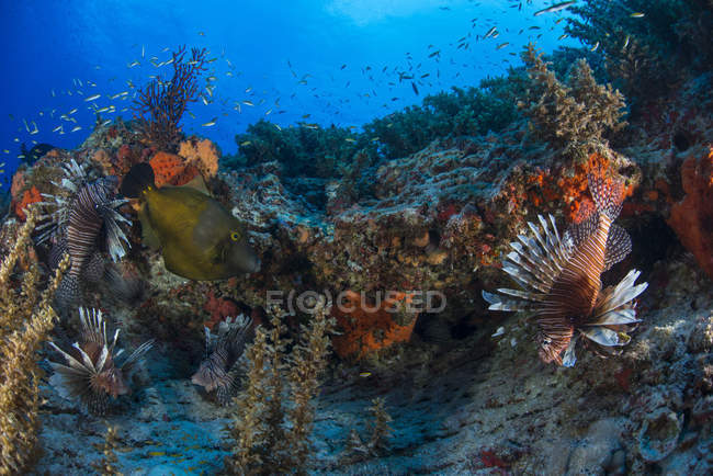 Escolarización de peces nadando en los arrecifes de coral - foto de stock
