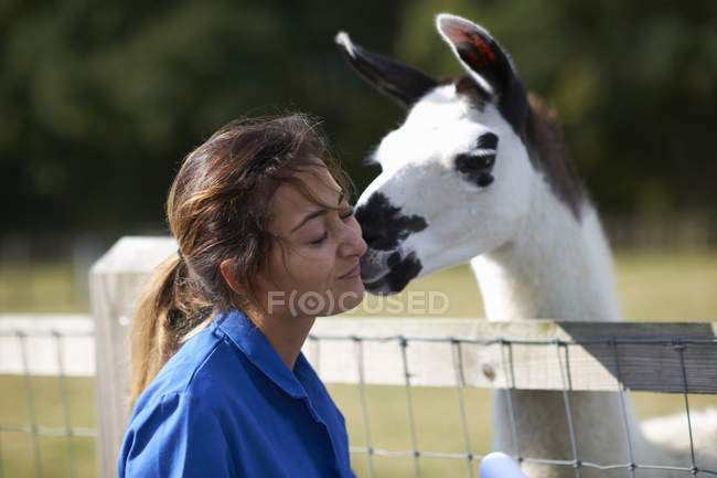 Farm worker being kissed by llama — Stock Photo