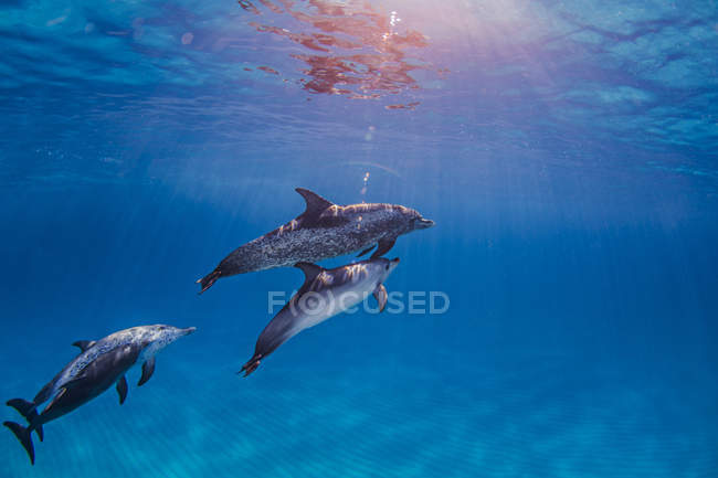 Группа атлантических пятнистых дельфинов, вид на море — стоковое фото