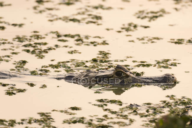 Yacare caiman swimming in wetland water, Pantanal, Mato Grosso, Brasil — Fotografia de Stock