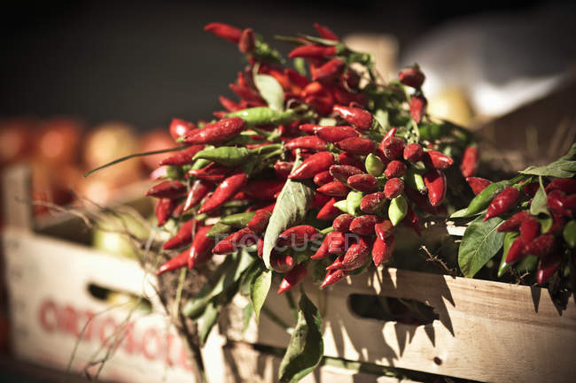 Chiles for sale in wooden crate — Stock Photo