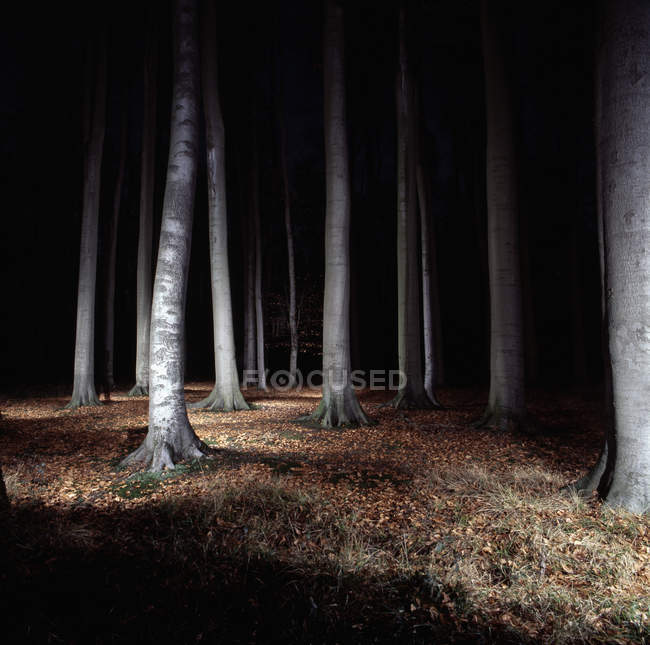 Árboles en el bosque iluminados - foto de stock