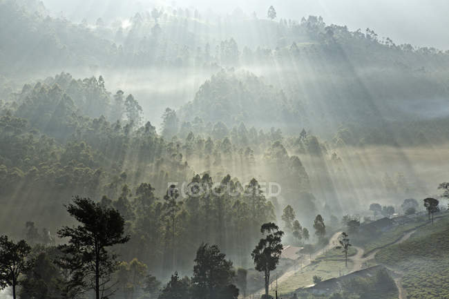 Piantagione di tè all'alba, Kerala, India — Foto stock