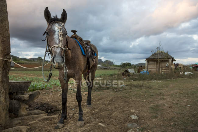 Одна лошадь на дворе — стоковое фото