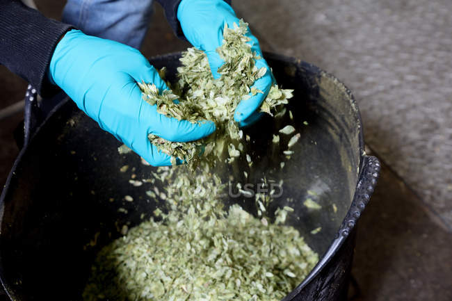 Worker in brewery breaking up hops, close-up — Stock Photo