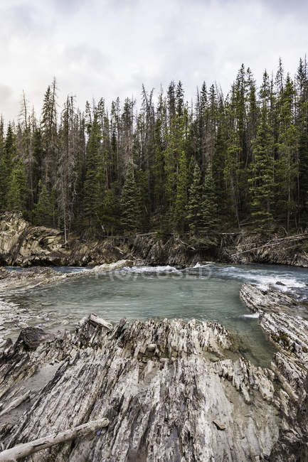 Природный водопад Бридж Фолс, река Хоринг Лошадь, национальный парк Йо, Филд, Британская Колумбия, Канада — стоковое фото