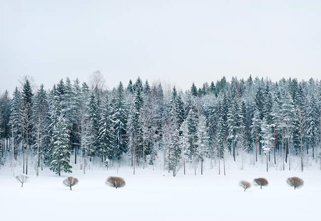 Schnee bedeckte Bäume und Wiesen — Stockfoto