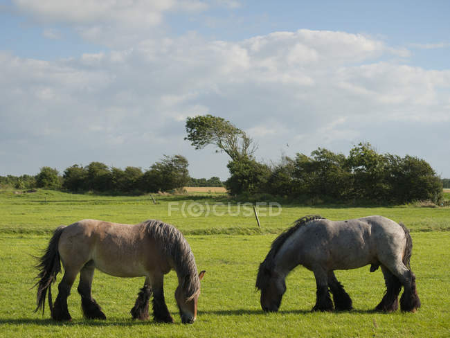 Vue de deux chevaux broutant dans le champ — Photo de stock