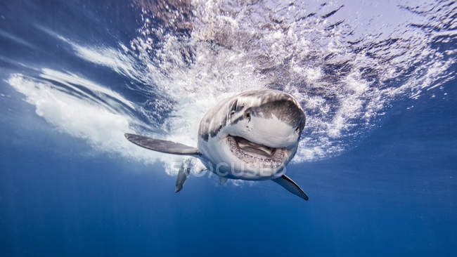 Grande tubarão branco nadando debaixo d 'água — Fotografia de Stock